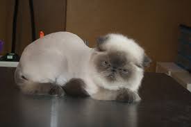 Groomed Pet 16