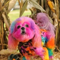 Groomed Pet 8
