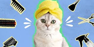 Groomed Pet 15