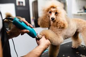 After Grooming