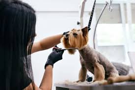 Groomed Pet 13