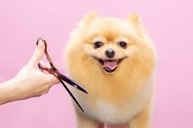 Groomed Pet 14